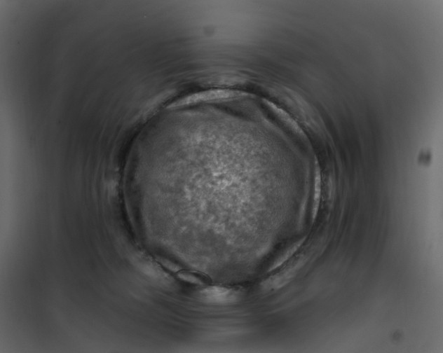 X0000101090326200807171854