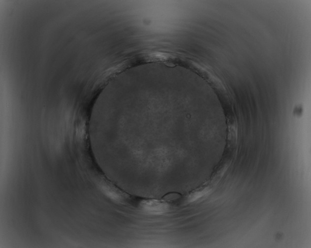 X0000101090331200807171854