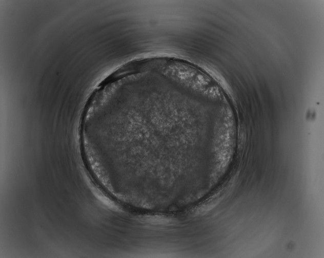 X0000101090389200807171853