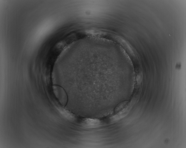 X0000101090429200807171853