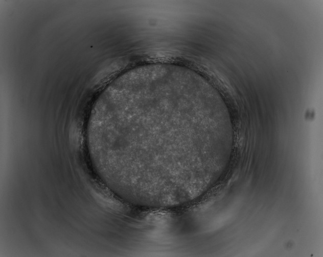 X0000101090599200807171850