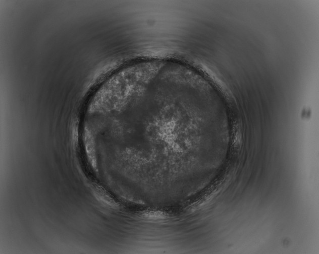 X0000101090685200807171848