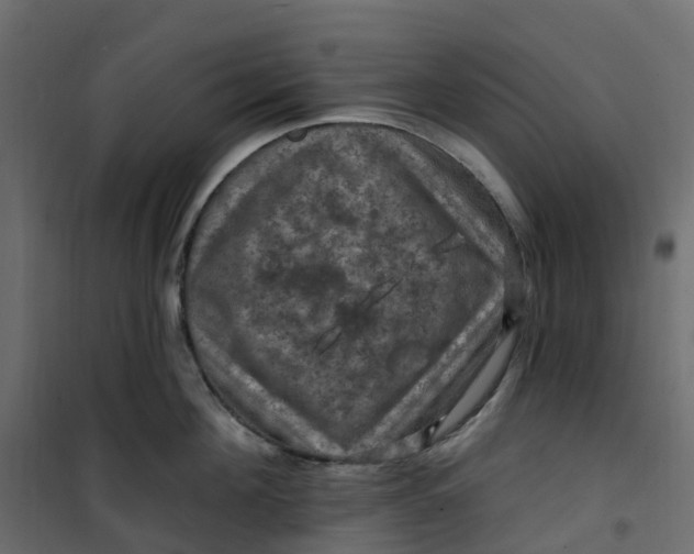 X0000101090908200807171845