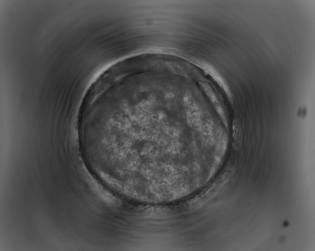 X0000101090972200807171844