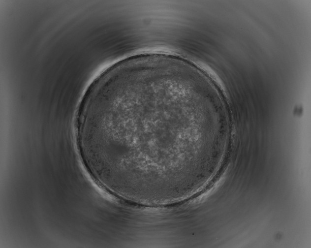 X0000101090989200807171843