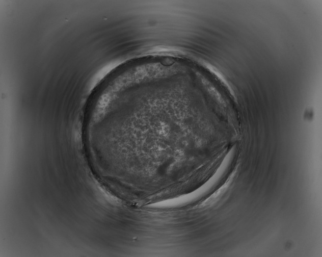 X0000101091066200807171842