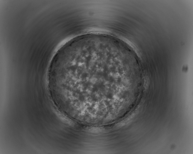 X0000101091074200807171842