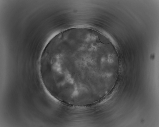 X0000101091095200807171842