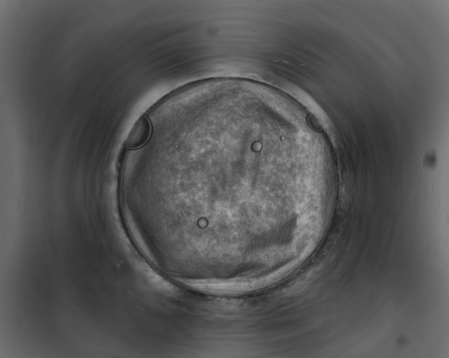 X0000101091096200807171842