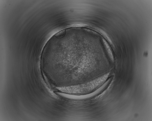 X0000101091186200807171840