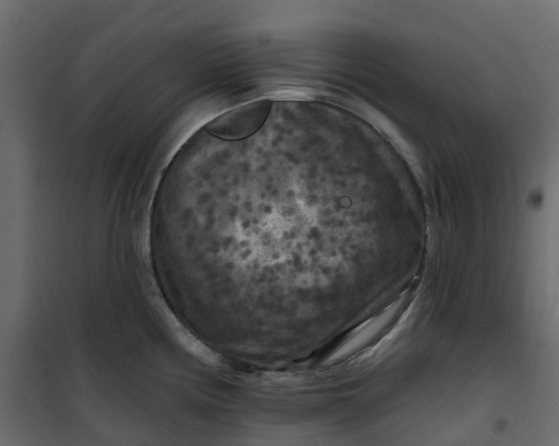 X0000101091194200807171840