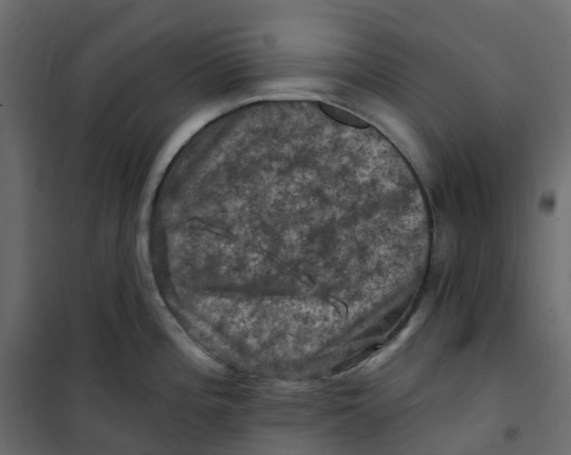 X0000101091196200807171840