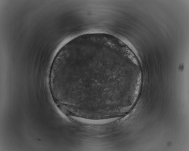 X0000101091197200807171840