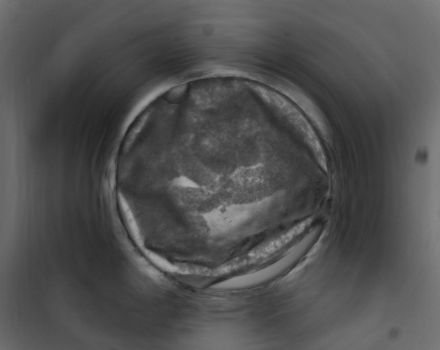 X0000101091198200807171840