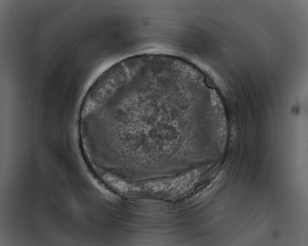 X0000101091375200807171838