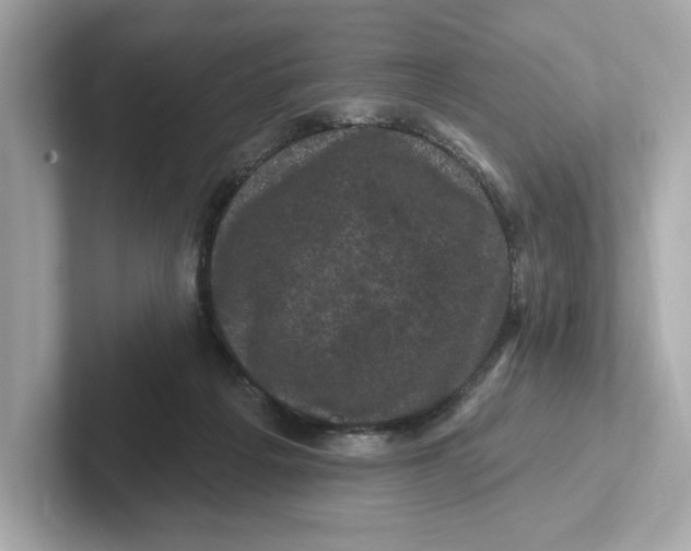 X0000101090217200807241014