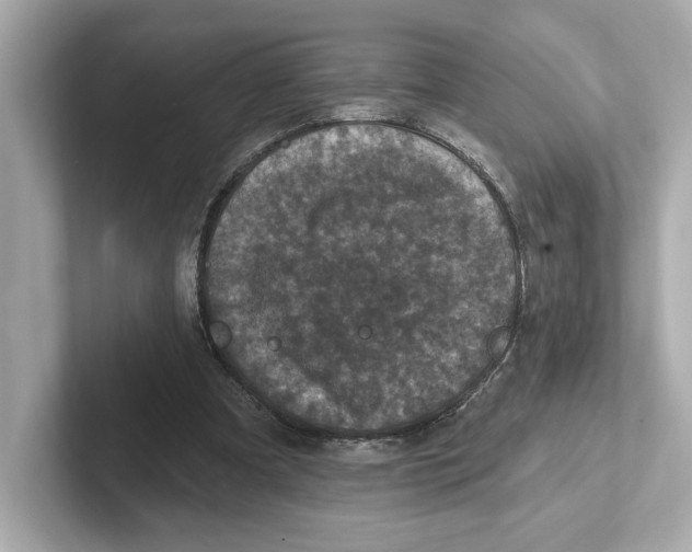 X0000101090297200807241013