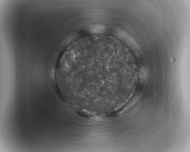 X0000101090428200807241011