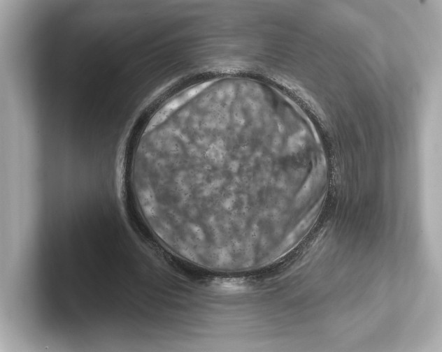 X0000101090440200807241011