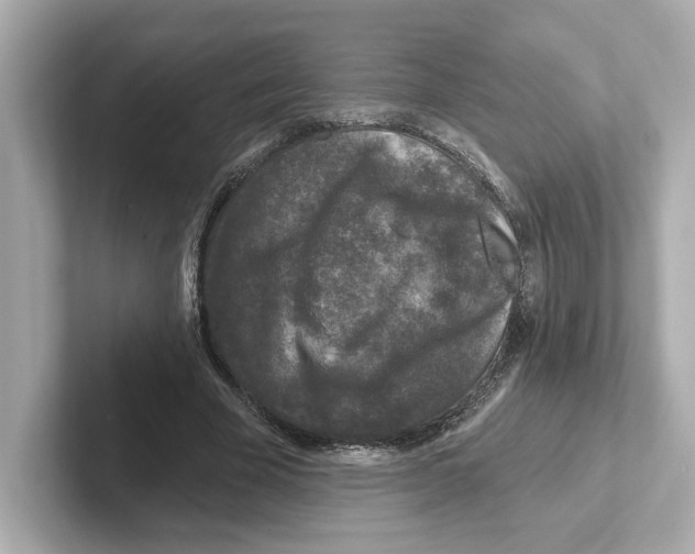 X0000101090585200807241009