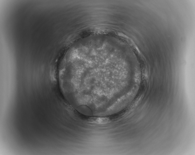 X0000101090663200807241009