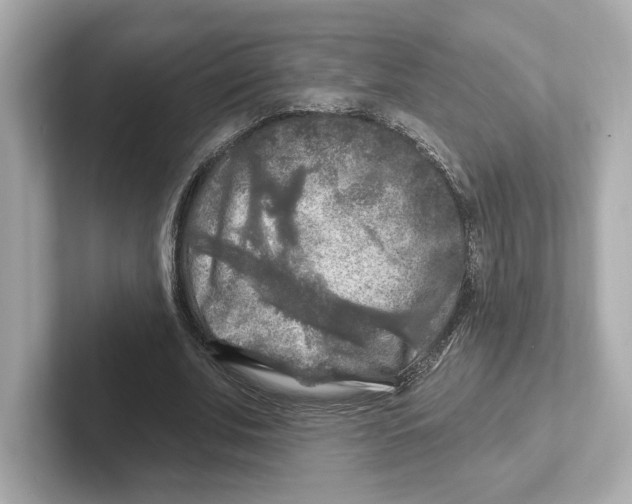 X0000101090679200807241008