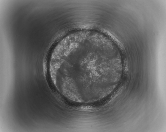 X0000101090685200807241008