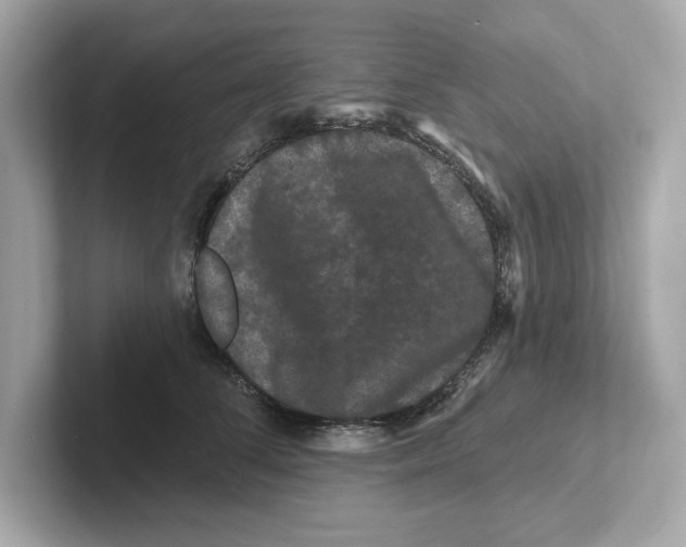 X0000101090708200807241008