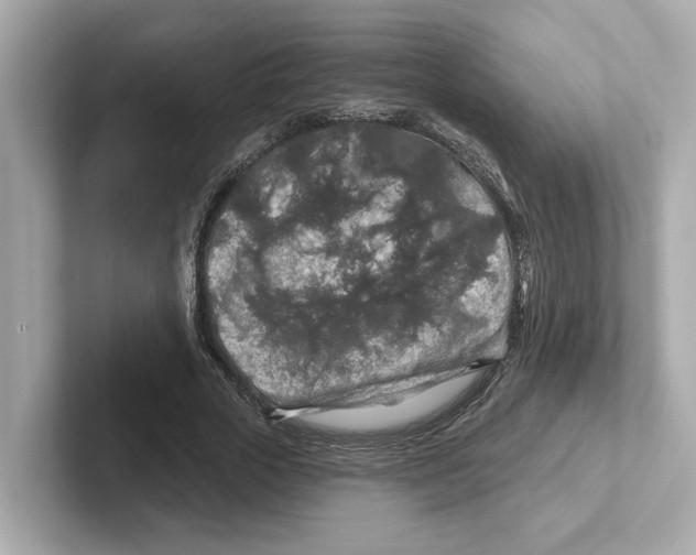 X0000101090729200807241007