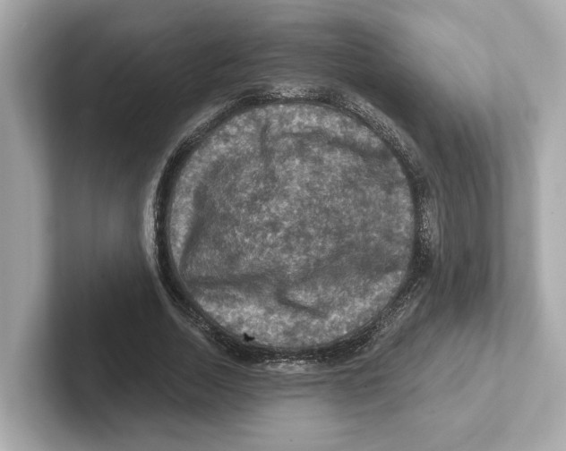 X0000101090730200807241007