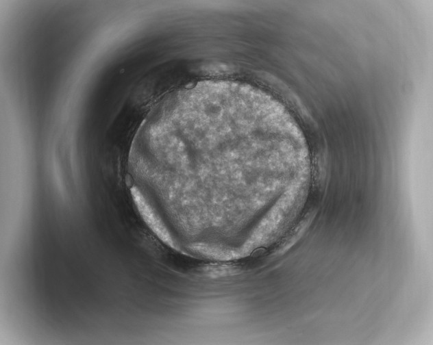 X0000101090762200807241007