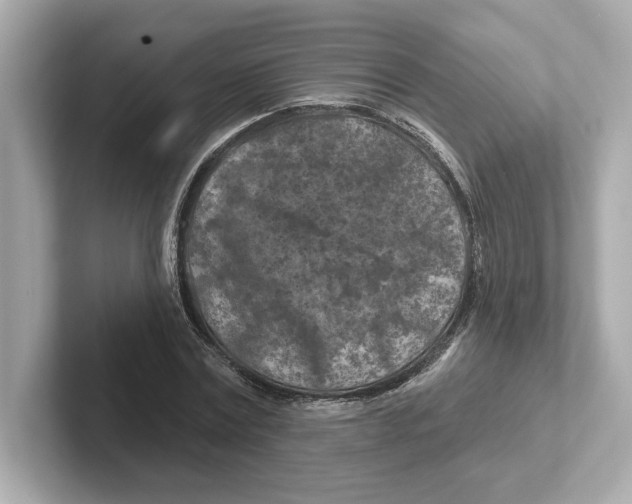 X0000101090779200807241007