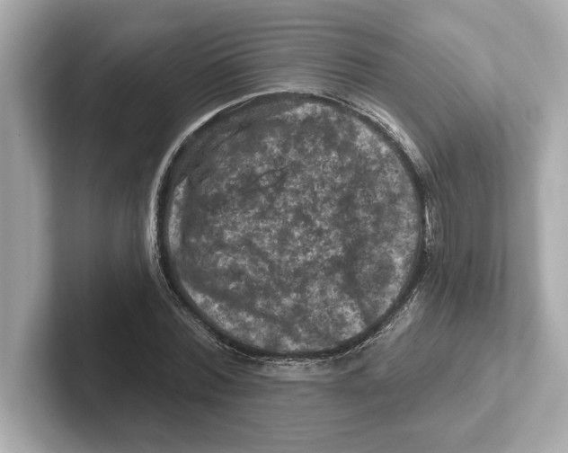 X0000101090780200807241007