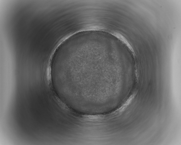 X0000101090781200807241007