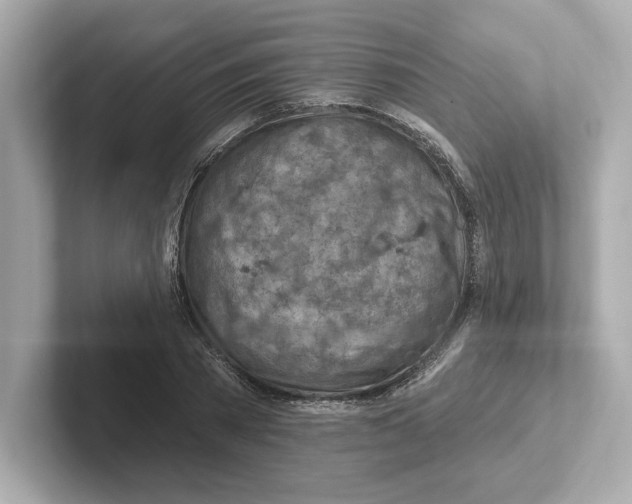 X0000101090785200807241007