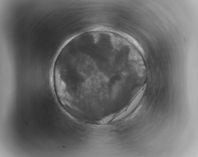 X0000101090863200807241006