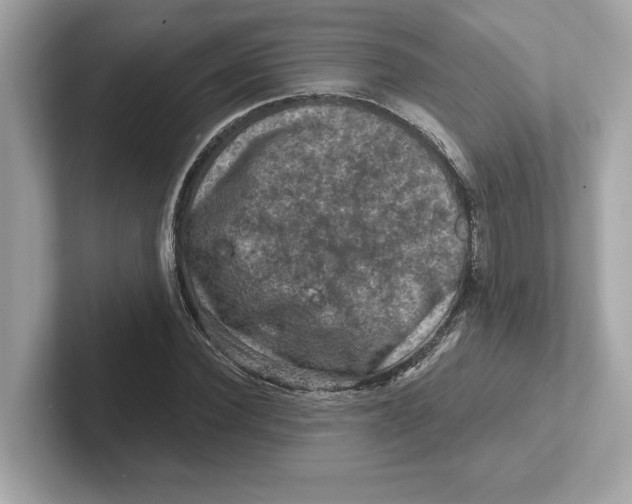 X0000101090924200807241005