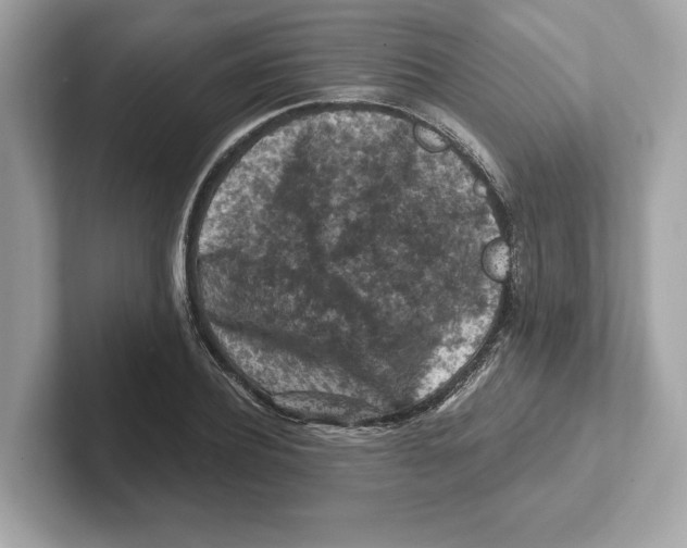 X0000101090932200807241005