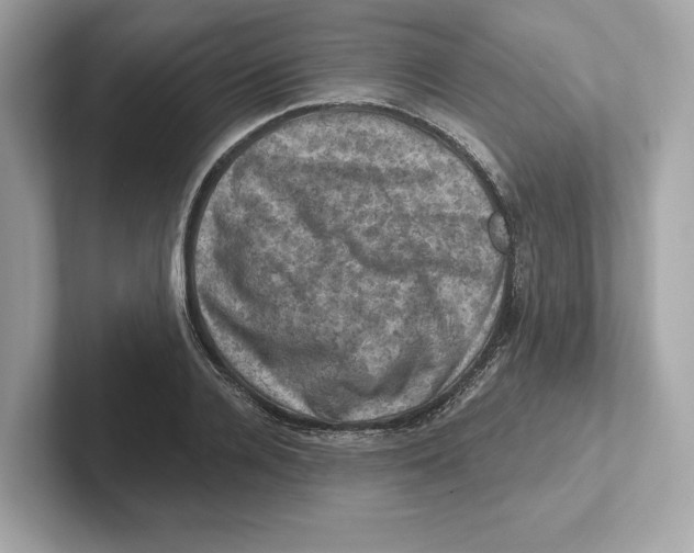 X0000101090936200807241005