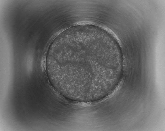 X0000101090937200807241005