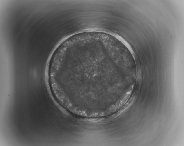 X0000101091005200807241004