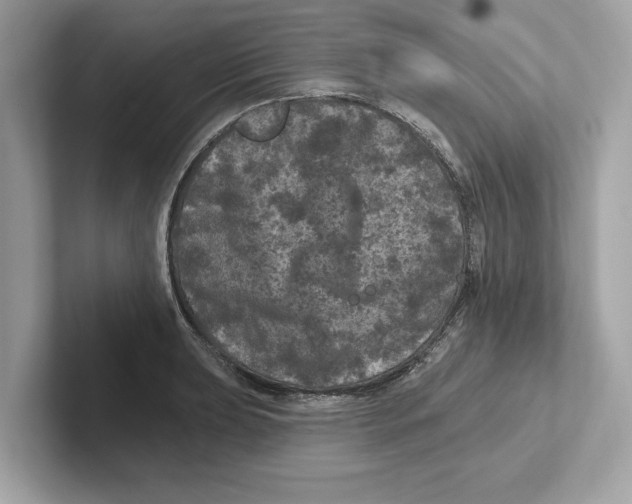 X0000101091039200807241004