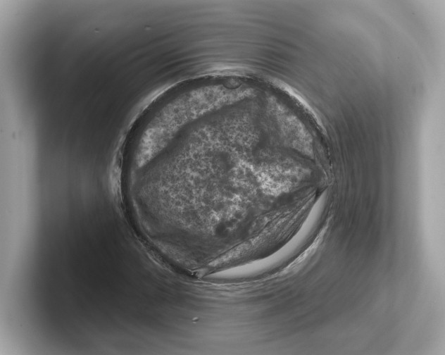 X0000101091066200807241003