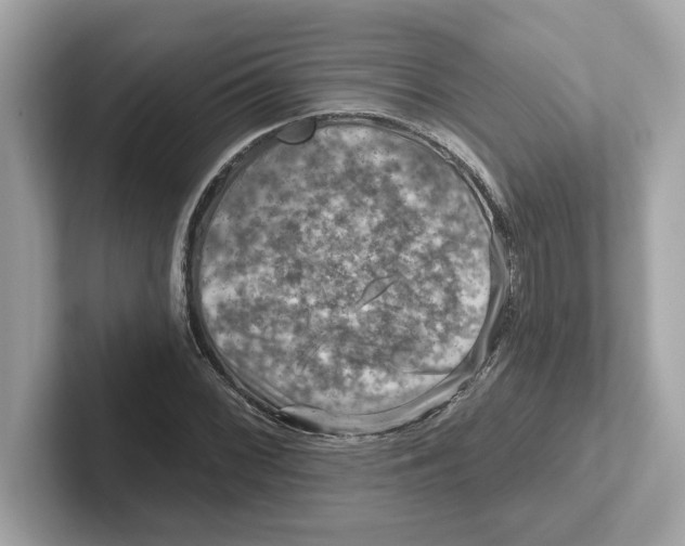 X0000101091068200807241003