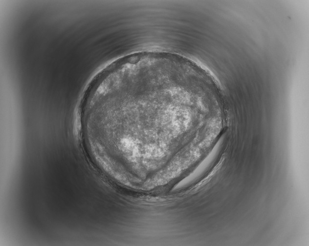 X0000101091070200807241003