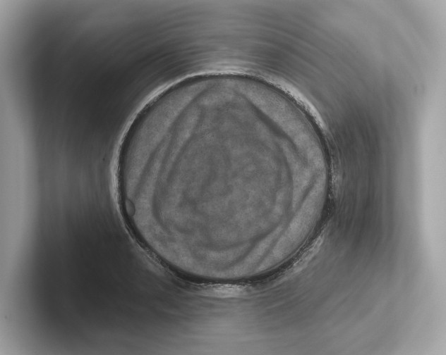 X0000101091085200807241003