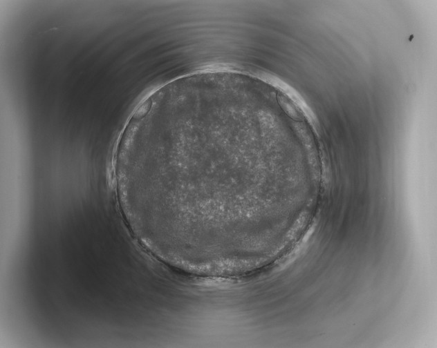 X0000101091097200807241003