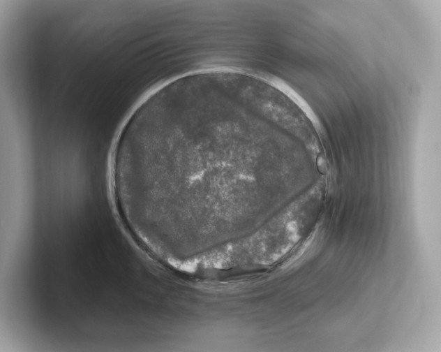 X0000101091101200807241003