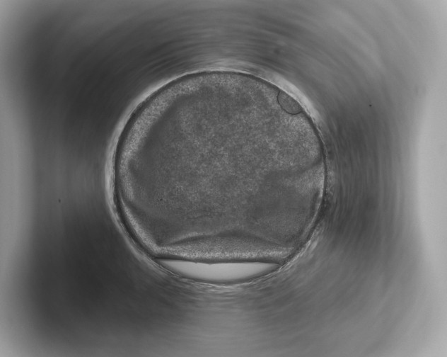 X0000101091136200807241002