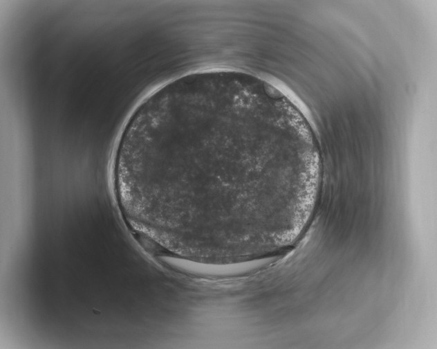 X0000101091197200807241001